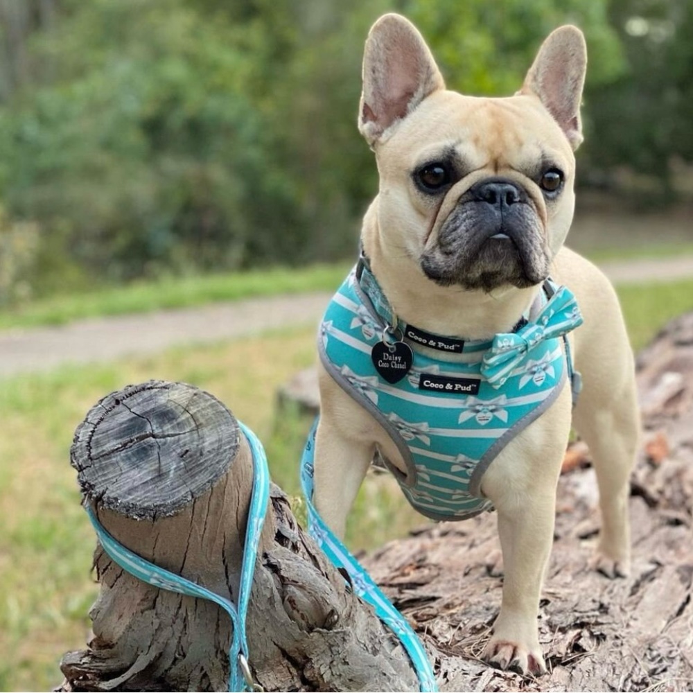 Coco & Pud Audrey Dog Harness, Tiffany Blue/White, X-Small, Small, NWOT - Picture 4 of 9